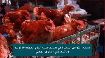 أسعار الدواجن البيضاء في الإسماعيلية اليوم الجمعة 25 يوليو وتأثيرها على السوق المحلي